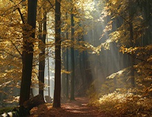 Alu-Clad Timber Responsibly Sourced